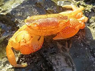 Cyclograpsus punctatus