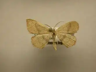 Cyclophora culicaria