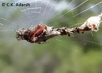 Cyclosa hexatuberculata