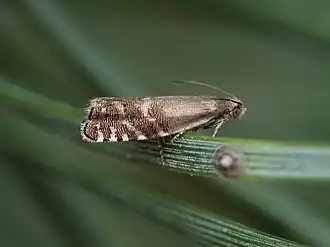 Breedlijnige kegelbladroller