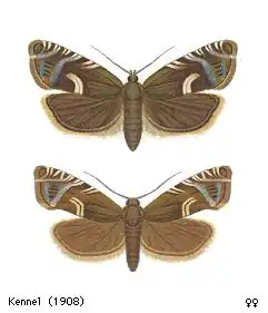 Grote sparspiegelmot