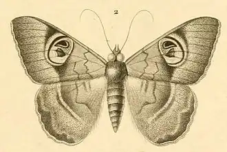 Cyligramma limacina