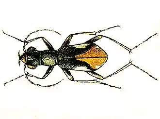 Cylindera gracilis