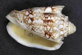 Cymbiola chrysostoma