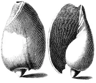 Cymbium olla