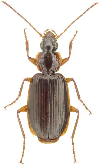 Pinacodera platicollis