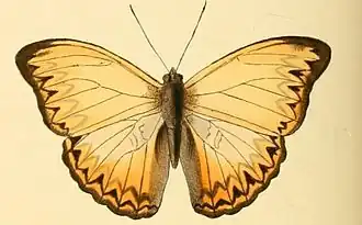 Cymothoe altisidora