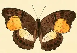 Cymothoe aramis