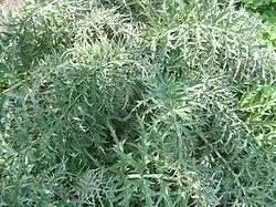 Kardoen in Botanische Tuin TU Delft