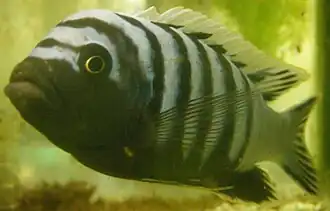 Cynotilapia
