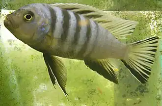 Cynotilapia axelrodi