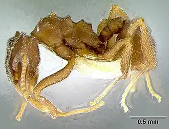 Cyphomyrmex bicarinatus