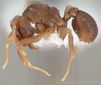 Cyphomyrmex flavidus