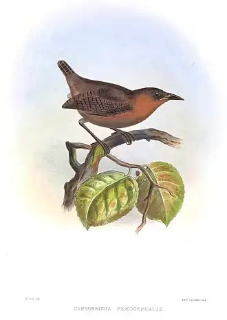 Pacifische orpheuswinterkoning