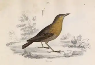 Zuidelijke bruinborstwinterkoning