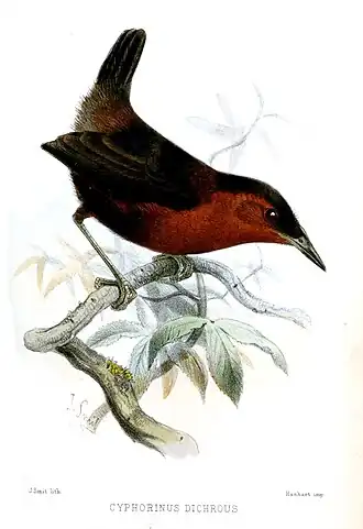 Noordelijke bruinborstwinterkoning