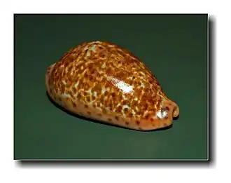 Pseudozonaria annettae