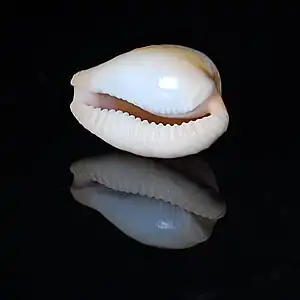 Cypraeovula coronata