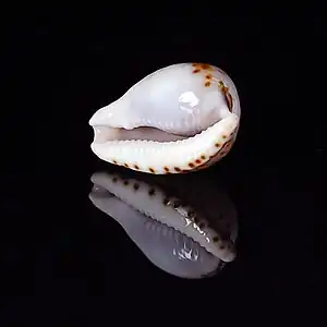 Cypraeovula mikeharti