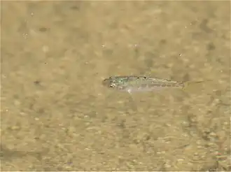 Cyprinodon macularius