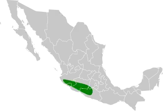 Witvoorhoofdgierzwaluw