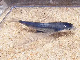 Cypselurus oligolepis