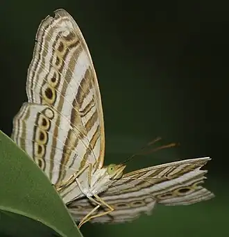 Cyrestis strigata