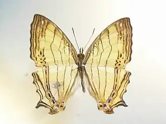 Cyrestis lutea