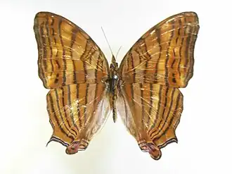 Cyrestis thyonneus