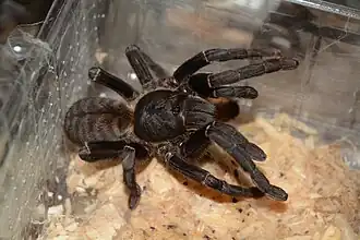 Haplopelma vonwirthi