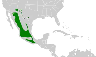 Montezumabergkwartel