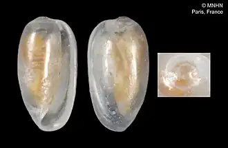 Cystiscus camelopardalis