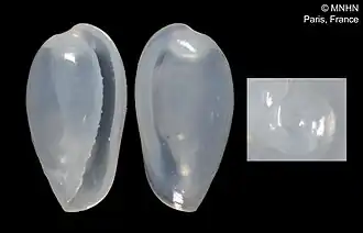 Cystiscus yasawaensis