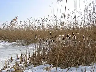 Winteraspect van de riet-associatie.