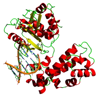 DNA-polymerase 3D-structuur.gebaseerd op pdb file 7ICG