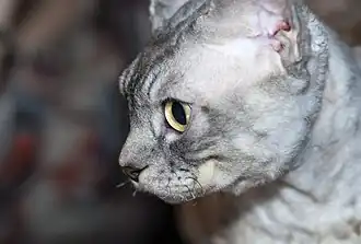 Zijaanzicht kop zwarte cyper point kater