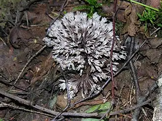 Gespleten franjezwam