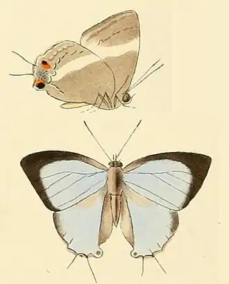 Ancema cotys