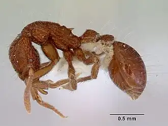 Dacetinops solivagus