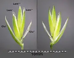 Aartje van IJle kropaar