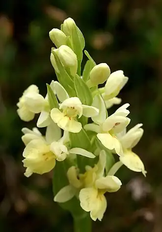 Dactylorhiza insularis
