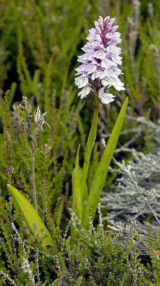 Gevlekte orchis