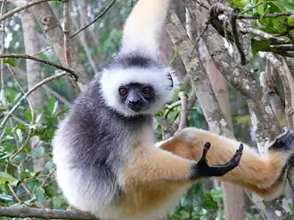 Diadeemsifaka