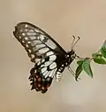 Papilio anactus