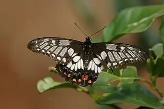 Papilio anactus