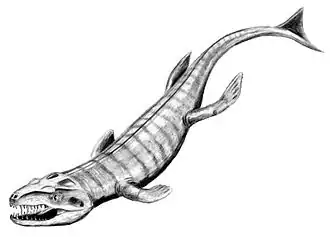 Dakosaurus