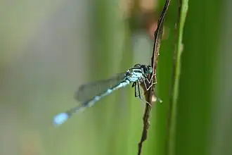 Paracercion melanotum
