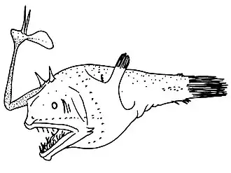 Danaphryne nigrifilis