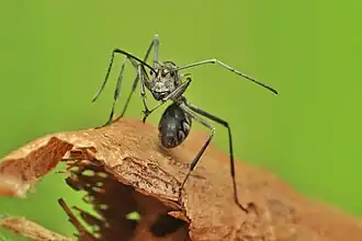 Polyrhachis philippinensis