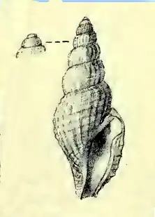 Daphnella arcta